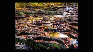 Fall Colors and Flowing Stream